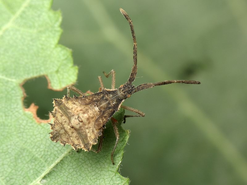 Syromastus rhombeus (Linnaeus, 1767)